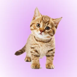 Cat Soundboard simgesi