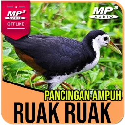 Suara Pemikat Ruak Ruak Ampuh