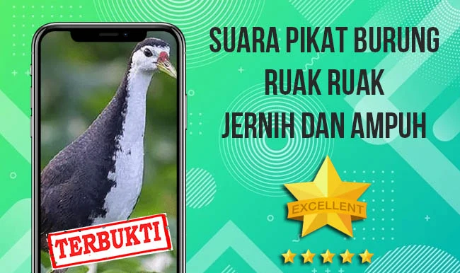 Suara Pemikat Ruak Ruak Ampuh screenshot